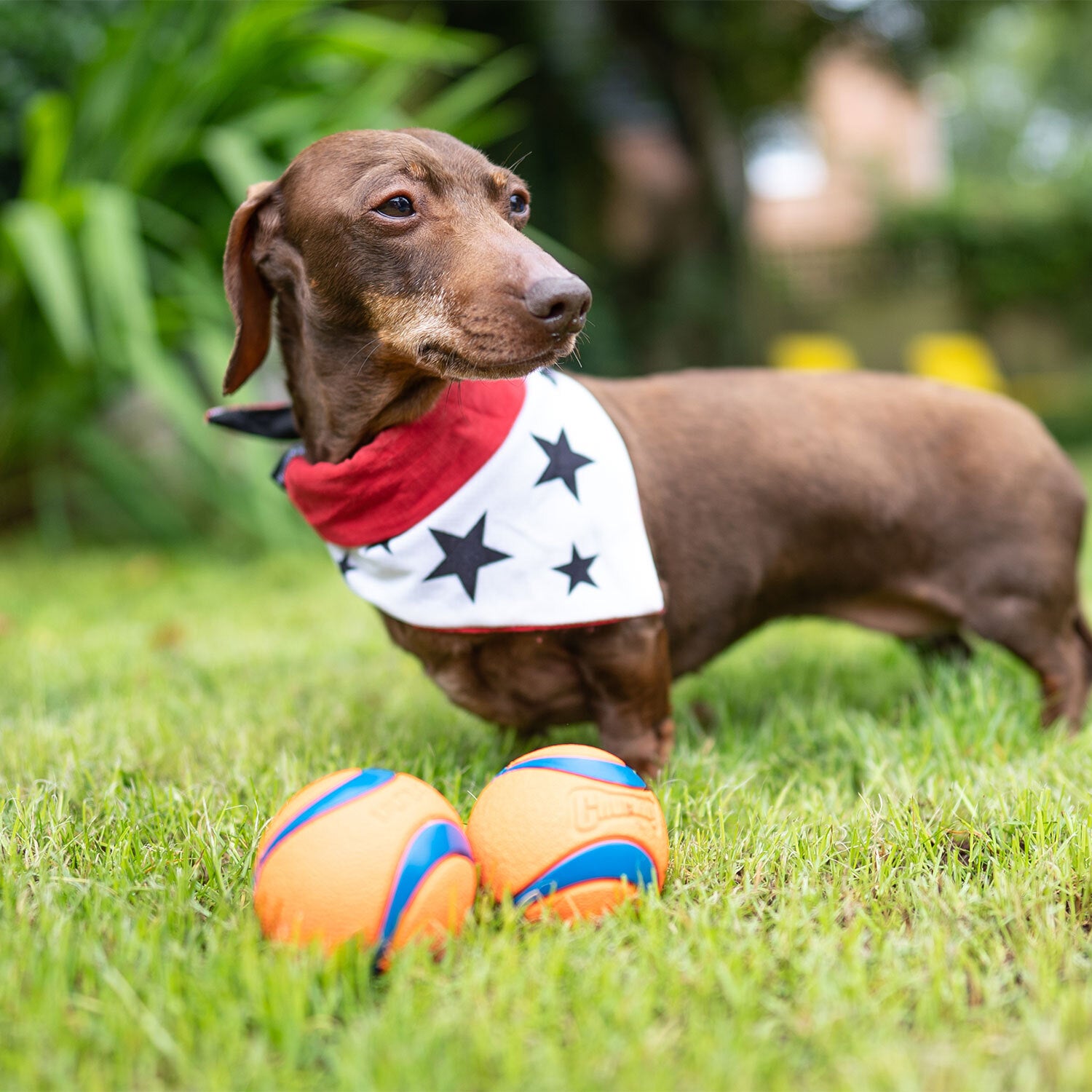 Pack of 2 Chuckit! Ultra Balls Orange and Blue